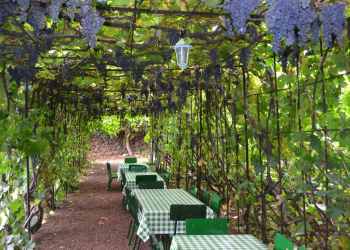 © Tenerife Wine Experince en TripAdvisor