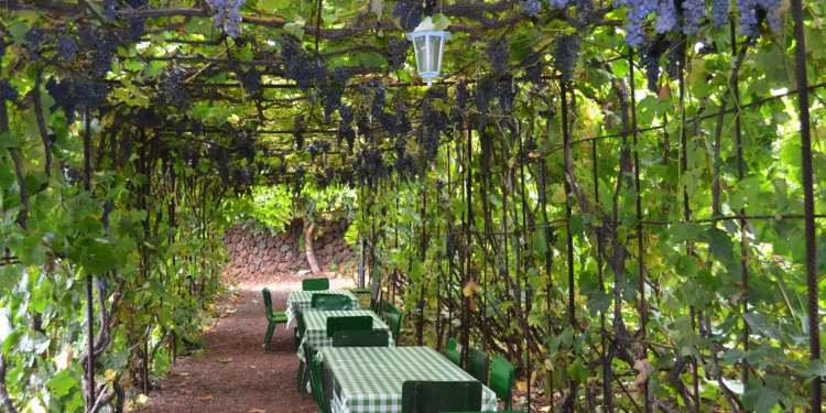 © Tenerife Wine Experince en TripAdvisor