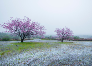 Ayuntamiento de Santiago del Teide©