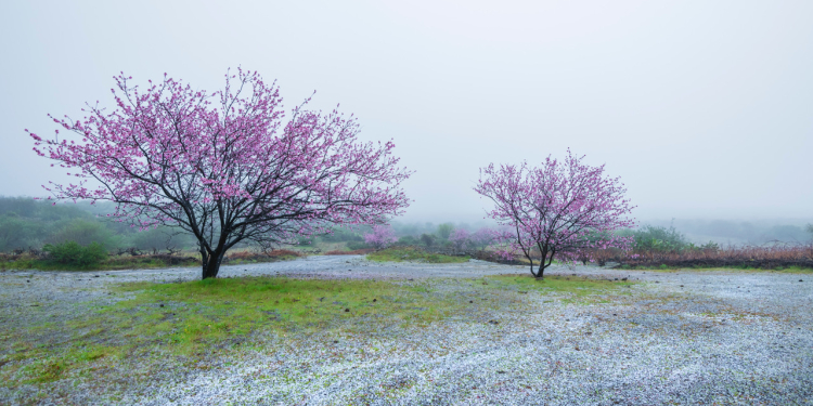 Ayuntamiento de Santiago del Teide©