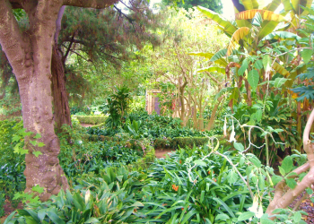 Ayuntamiento de La Orotava©