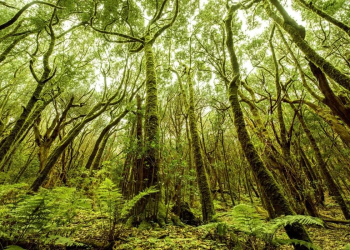 Parque Nacional de Garajonay ©