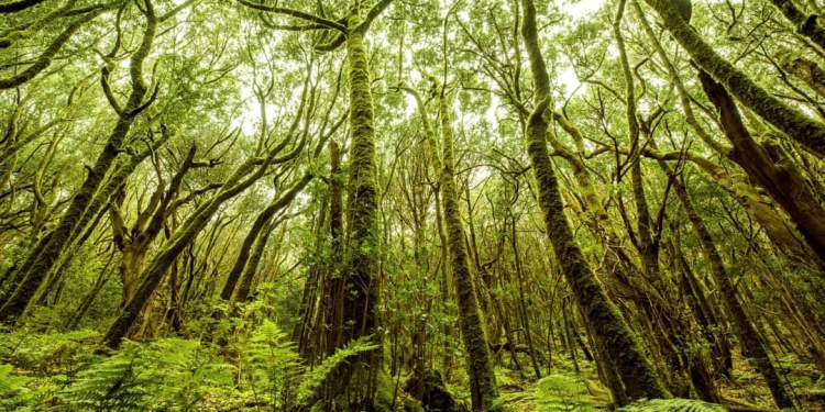Parque Nacional de Garajonay ©