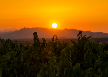 Foto: Tempos Vega Sicilia
