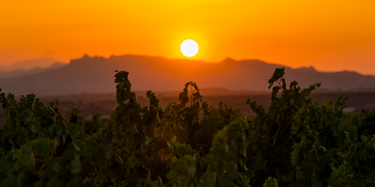 Foto: Tempos Vega Sicilia