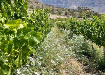 Foto: Bodegas Tamerán