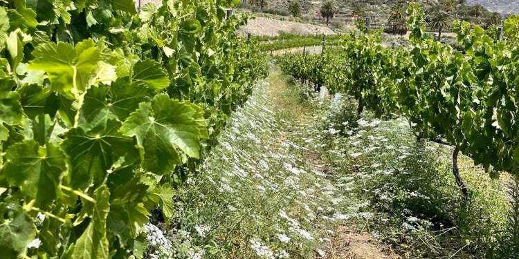 Foto: Bodegas Tamerán