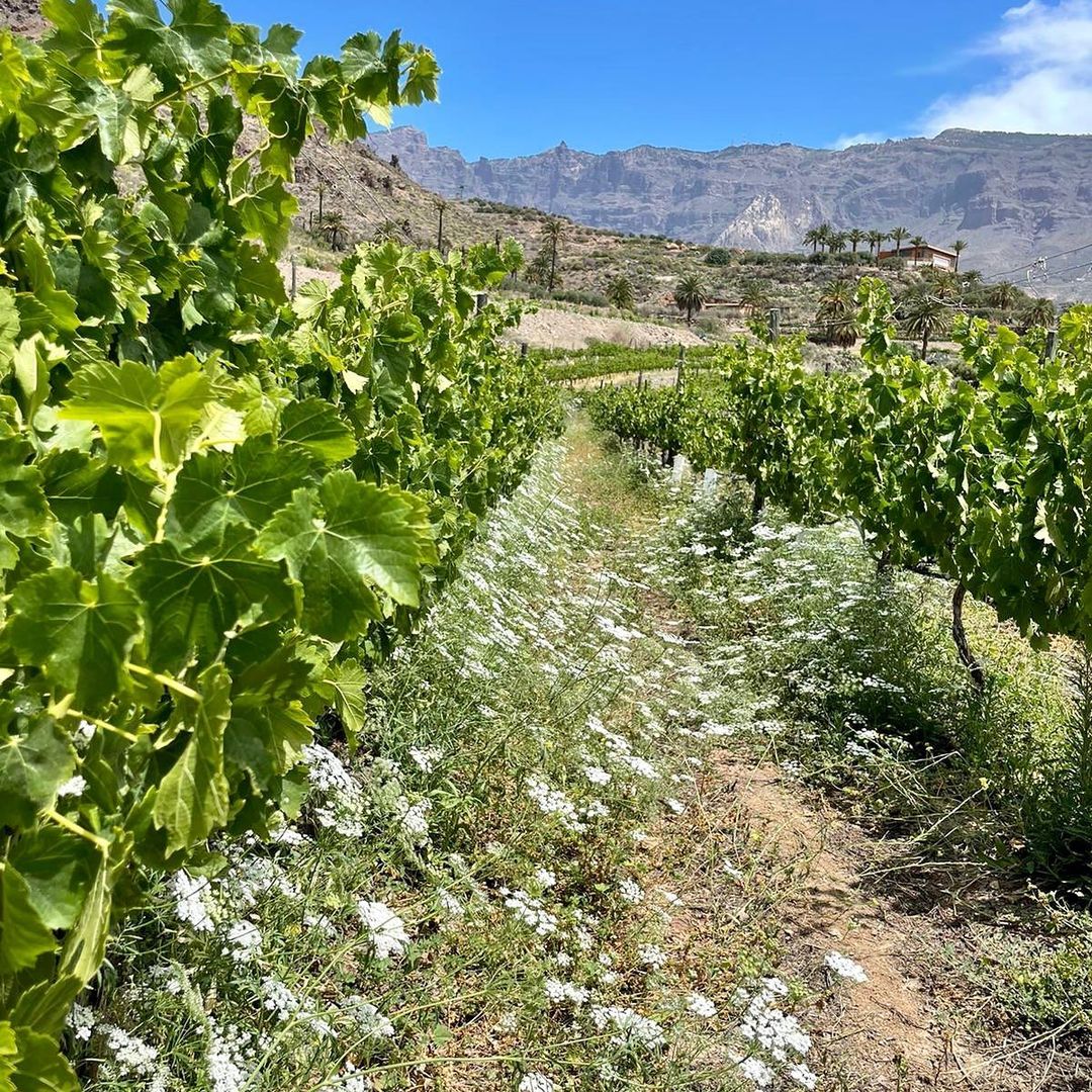 Foto: Bodegas Tamerán