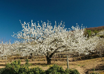 Los cerezos en flor