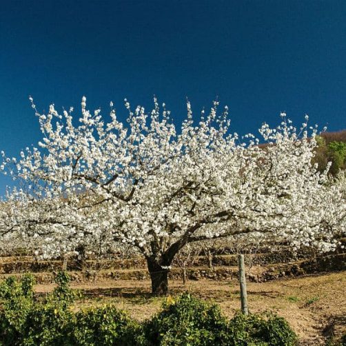 Los cerezos en flor
