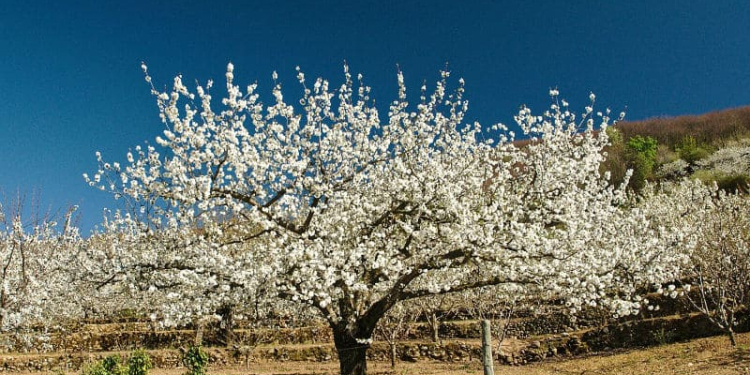 Los cerezos en flor