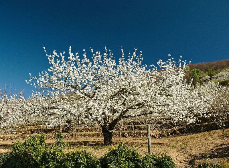 Los cerezos en flor