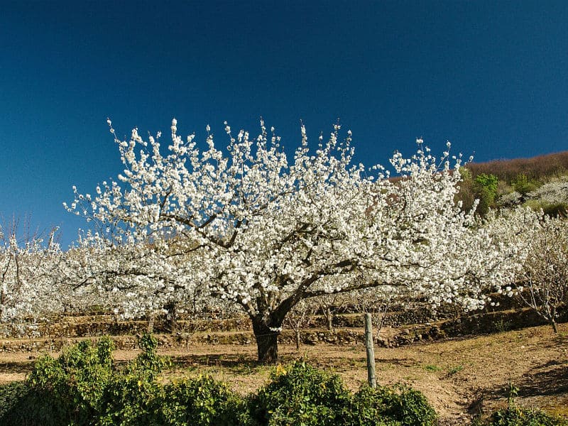 Los cerezos en flor