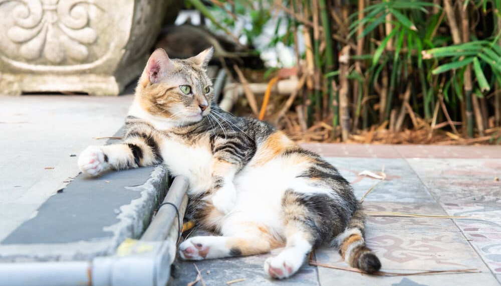 5 lugares del mundo donde los gatos son más que humanos