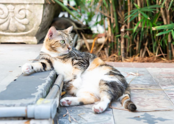 5 lugares del mundo donde los gatos son más que humanos