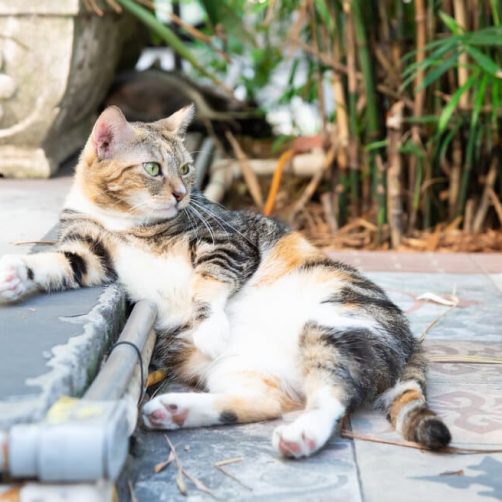 5 lugares del mundo donde los gatos son más que humanos