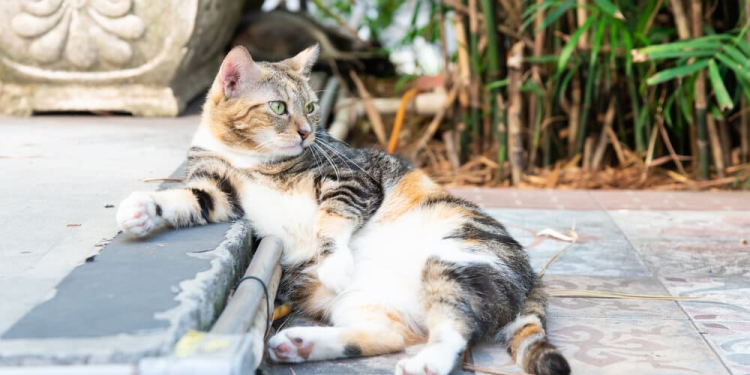 5 lugares del mundo donde los gatos son más que humanos