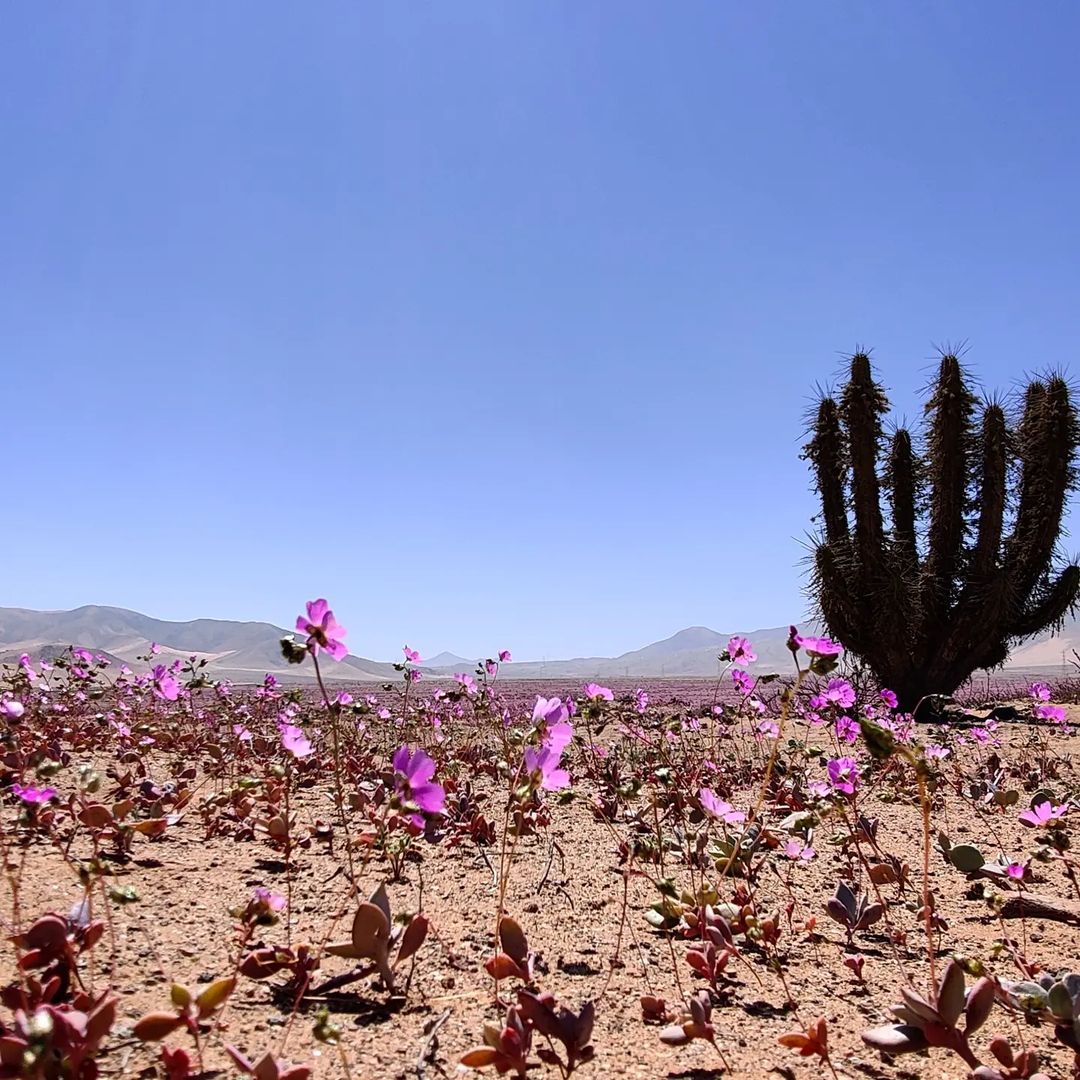 animales y plantas del desierto de atacama