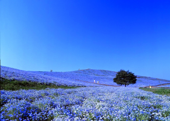 Parque Hitachi Japón flores azules