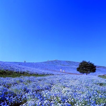 Parque Hitachi Japón flores azules
