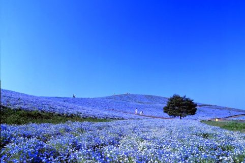 Parque Hitachi Japón flores azules