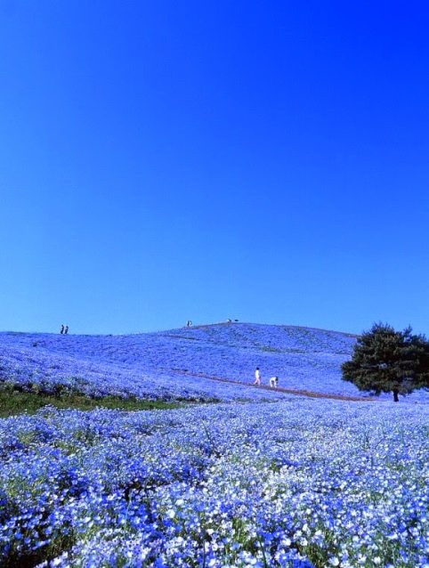 Parque Hitachi Japón flores azules