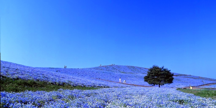 Parque Hitachi Japón flores azules
