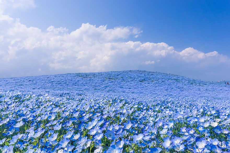Parque flores azules Japón 