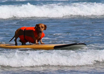 ©European Surf Dog