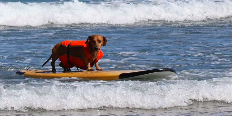 ©European Surf Dog