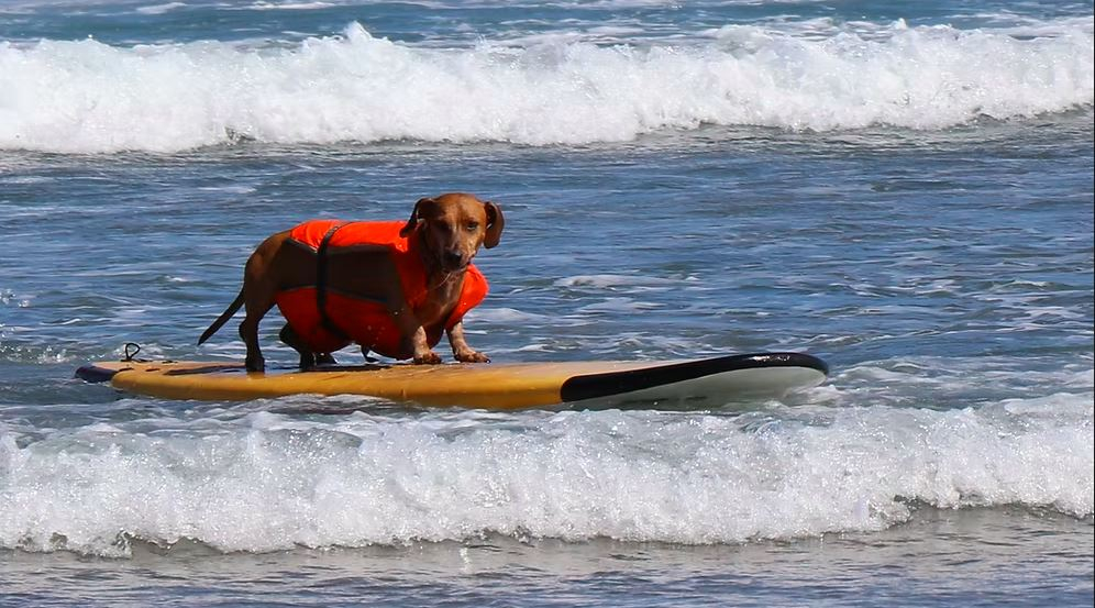 ©European Surf Dog