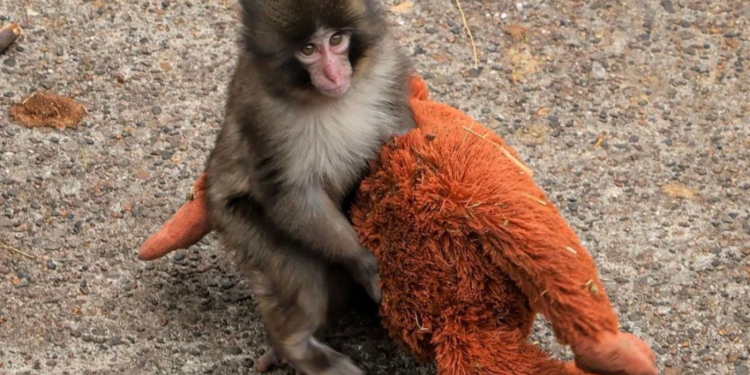 © @punchmonkeyofficial