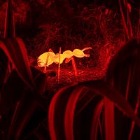 © Naturaleza Encendida